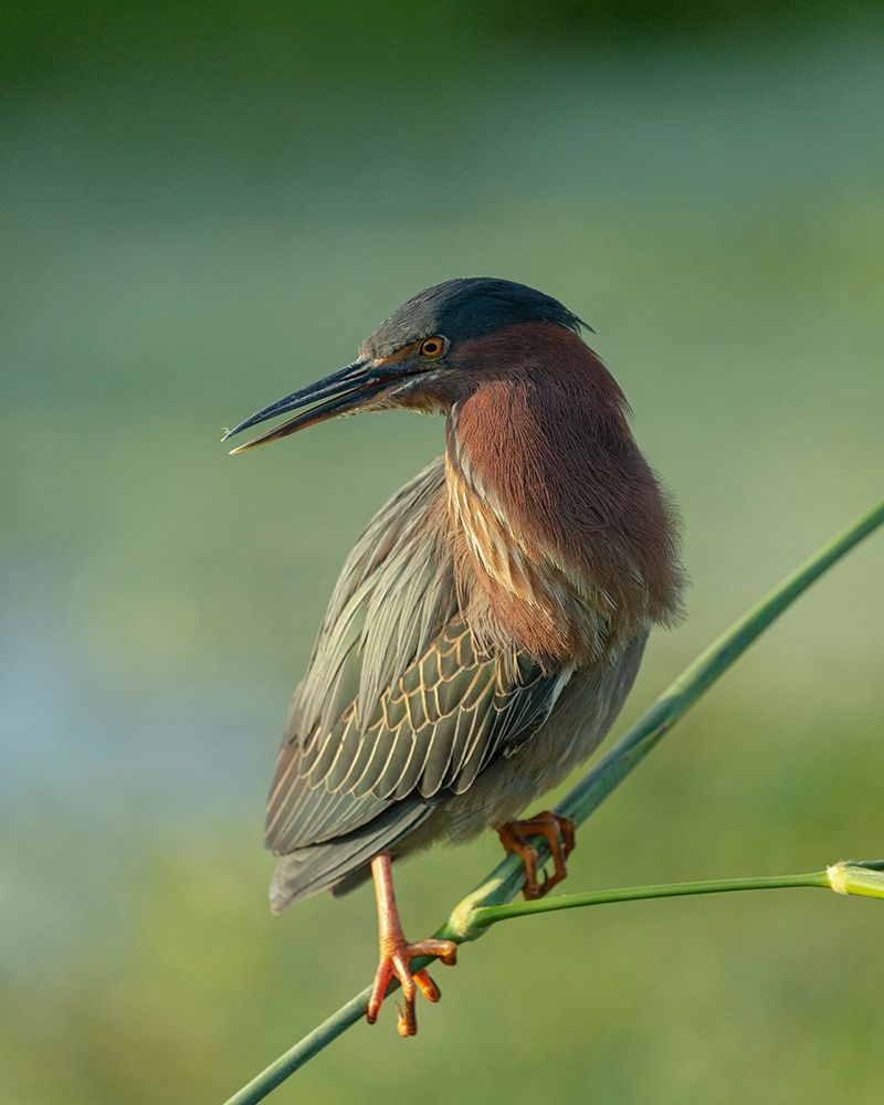 Green heron-Butorides virescens-Green Cay Wetlands-Florida